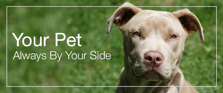 homepage_feature_pitbull